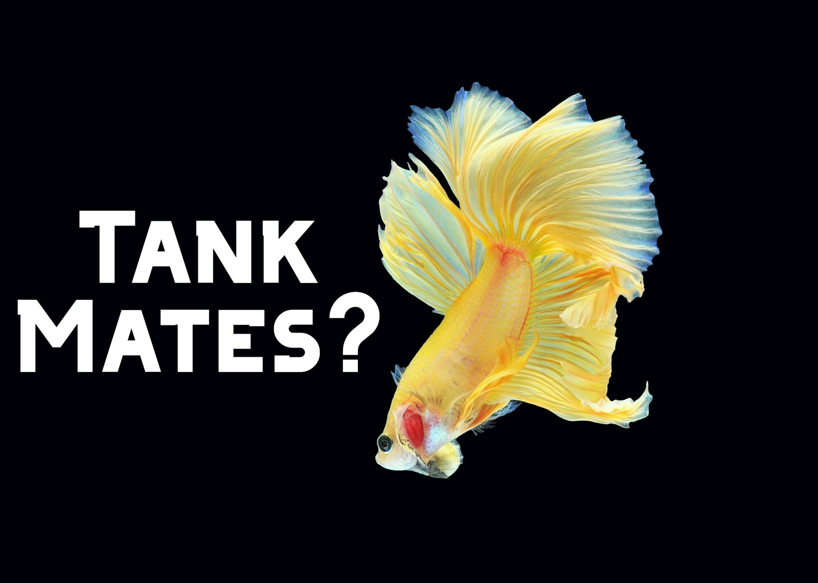 Betta Tank Mates: What Fish Can Live with a Betta?
