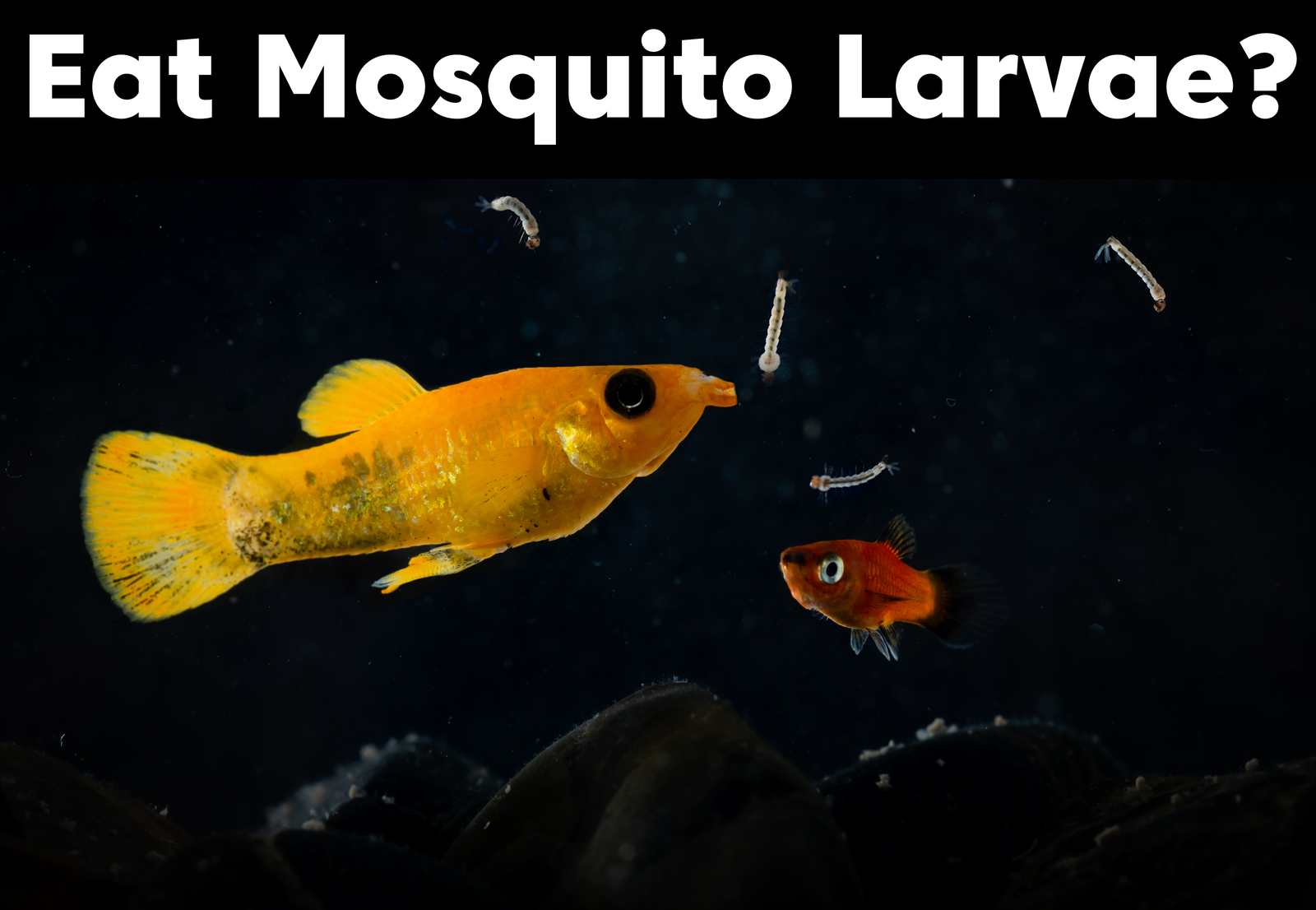 Will Pond Fish Eat Mosquito Larvae?