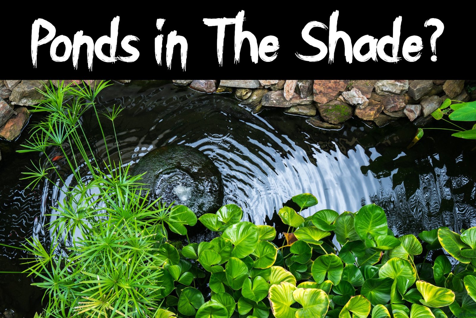 Can Fish Ponds Be in the Shade?