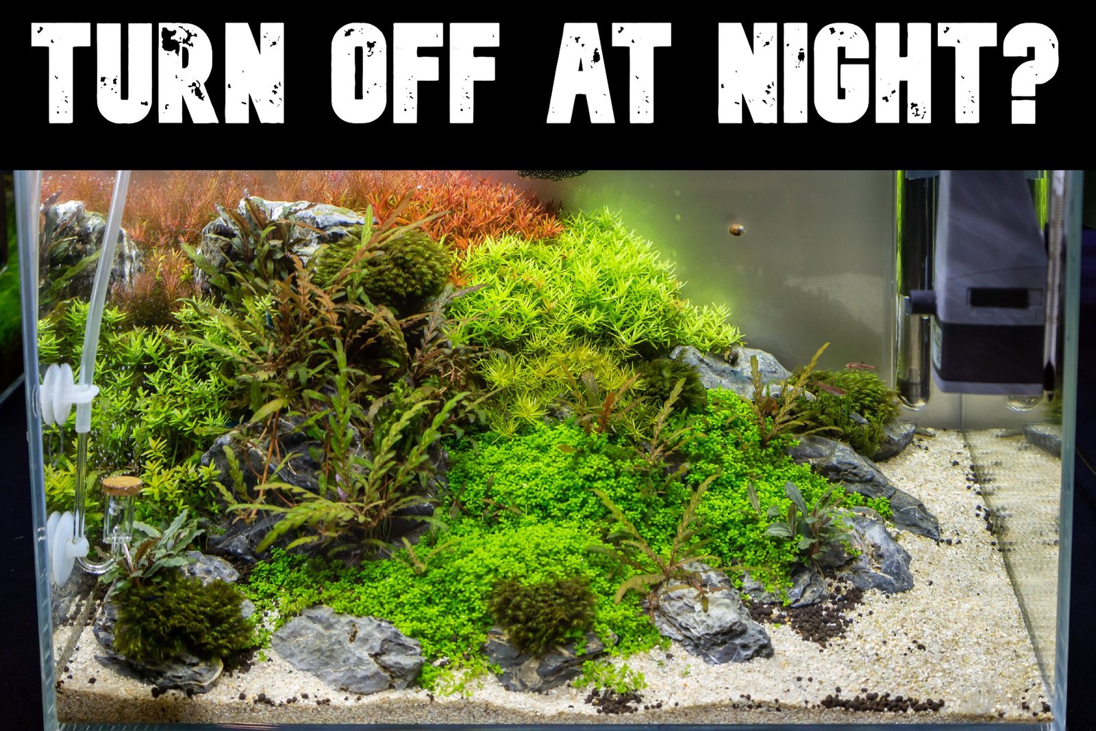 Can You Turn off an Aquarium Filter at Night?