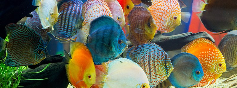 Are Cichlids Hard to Care For? 6 Tips for New Cichlid Owners