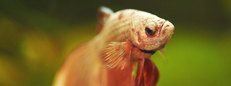 can-betta-fish-survive-outdoors