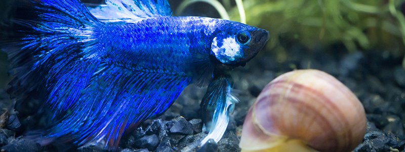 betta-tank-mates