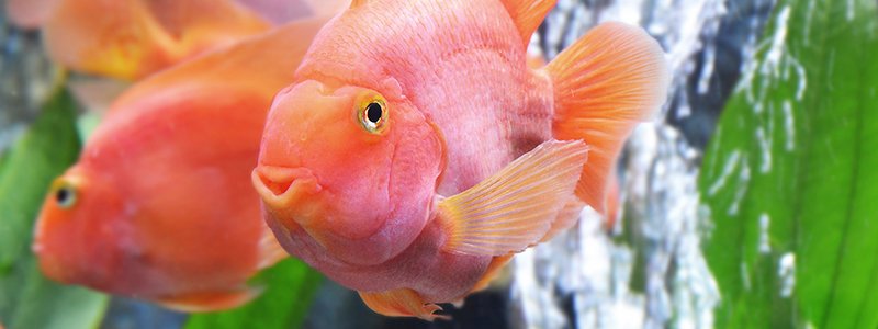 Blood Parrot Fish Care: The Man-Made Hybrid Cichlid