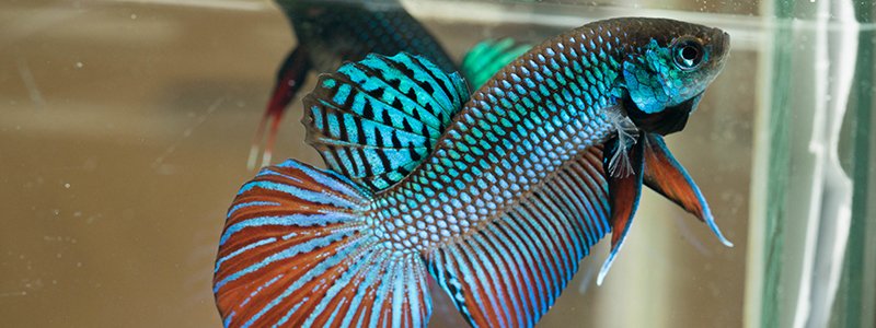 can-betta-fish-eat-goldfish-food