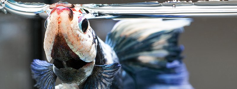 Can Betta Fish Eat Insects?