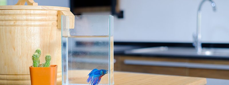 can-betta-fish-live-in-tap-water