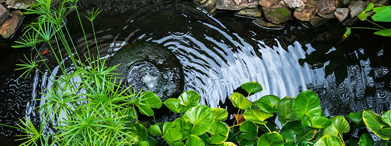 can-fish-ponds-be-in-the-shade