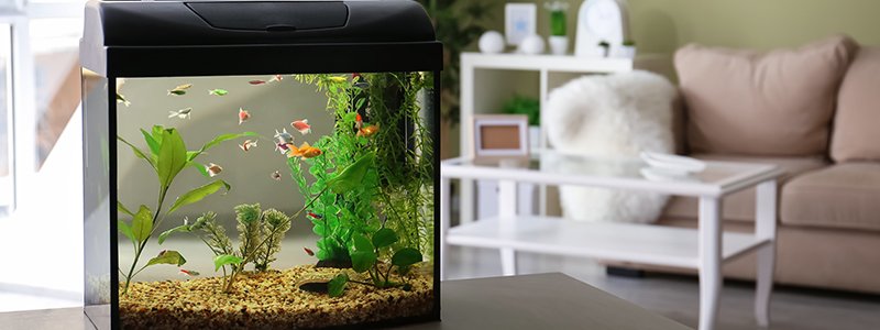 can-you-turn-off-an-aquarium-filter-at-night