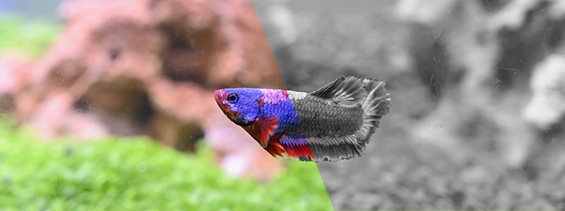 Do Betta Fish Need a Light to Live Happily?