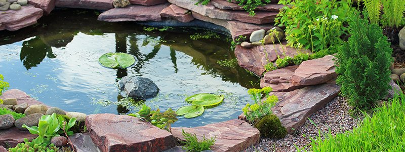 how-much-sunlight-does-a-fish-pond-need