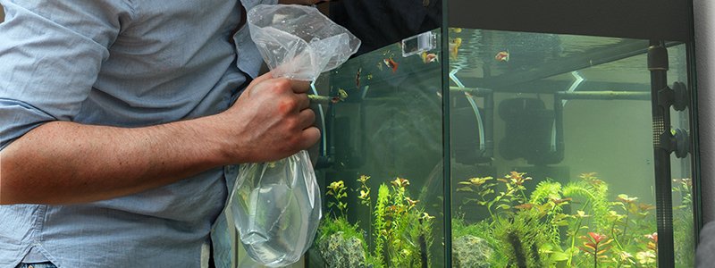 how-often-can-I-add-fish-to-my-aquarium