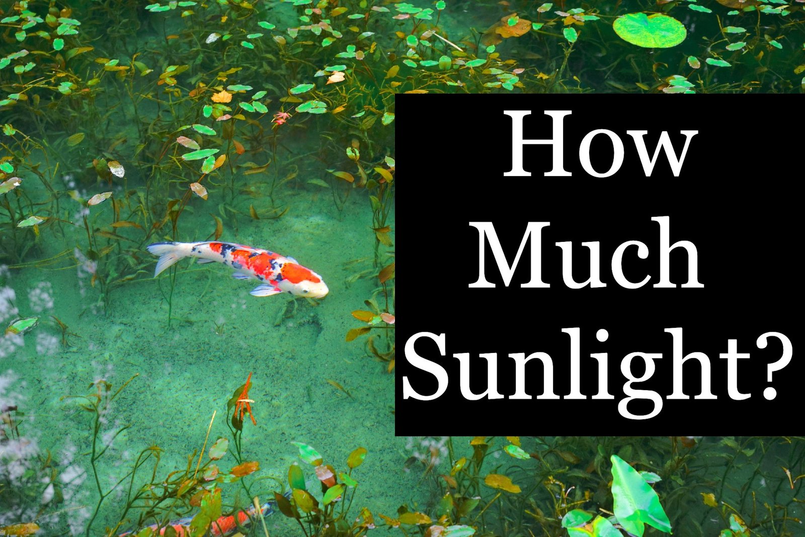 How Much Sunlight Does a Fish Pond Need