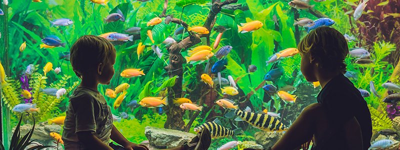 What are the Educational Benefits of Aquariums For Kids?