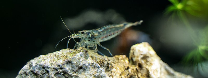 Can Betta Fish Live with Shrimp?