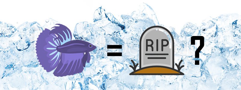 Can Cold Water Kill A Betta Fish?
