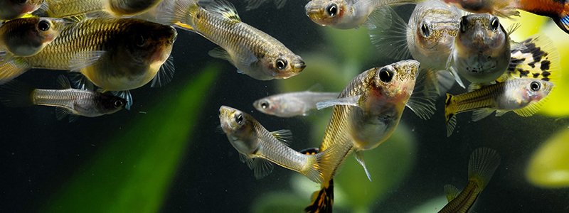 can-guppies-survive-in-an-outdoor-pond