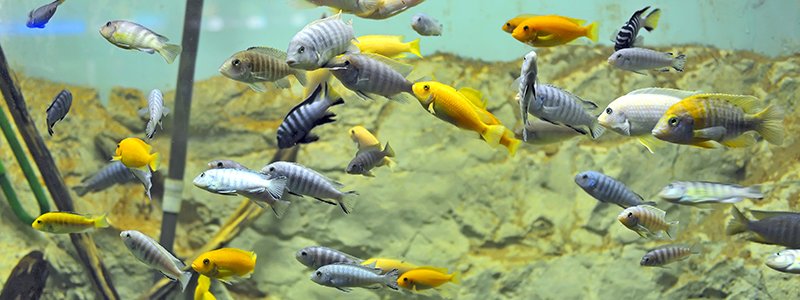 Is it Normal for Cichlids to Chase Each Other?