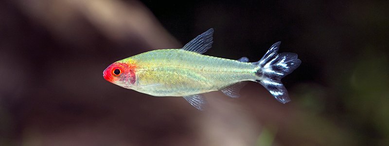 Rummy Nose Tetra Care