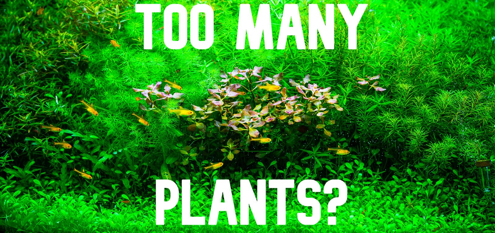 Can an Aquarium Have too Many Aquatic Plants?