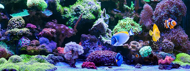 Why Are Marine Fish More Colorful Than Freshwater Fish?