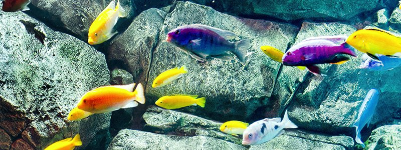 why-do-cichlids-change-color