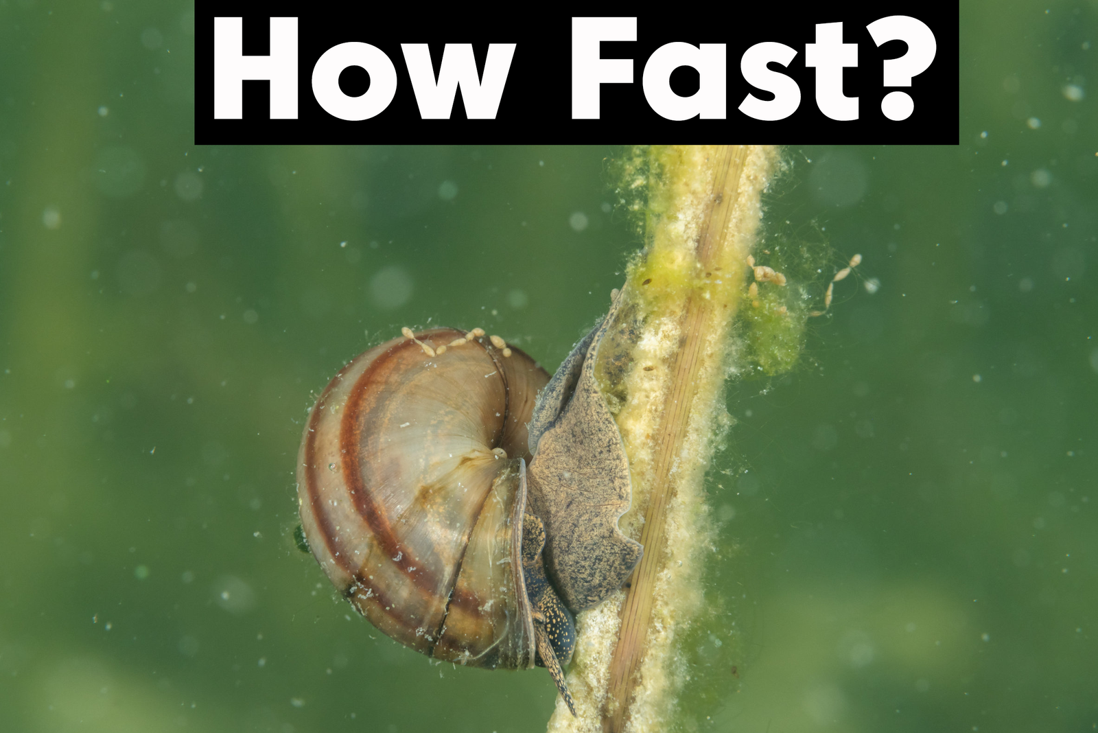 How Fast Do Aquarium Snails Reproduce?