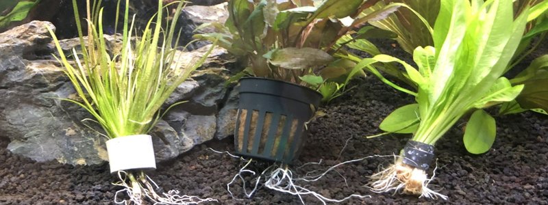 Are Aquarium Plant Weights Safe for Fish?