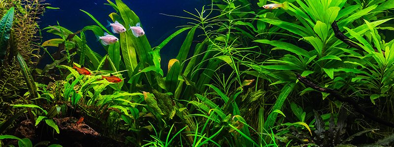 difference-between-emersed-and-submerged-aquarium-plants