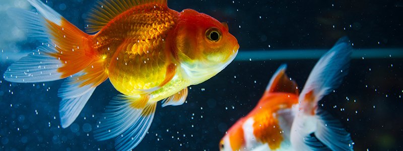 how-big-do-goldfish-get