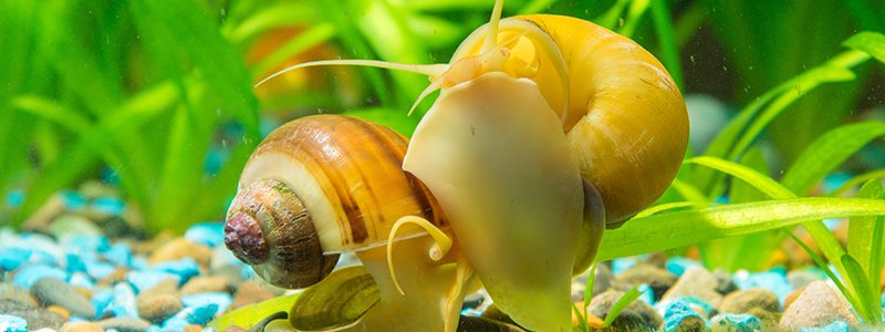 how-fast-do-aquarium-snails-reproduce