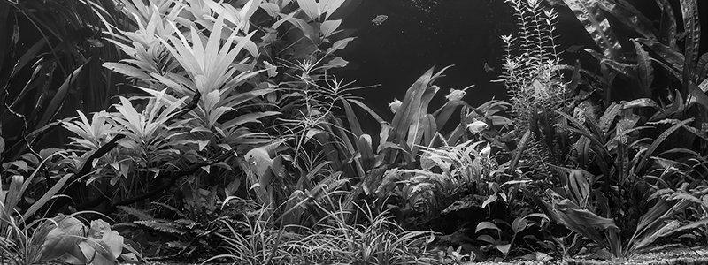 How Long Can Fish Live Without Power?