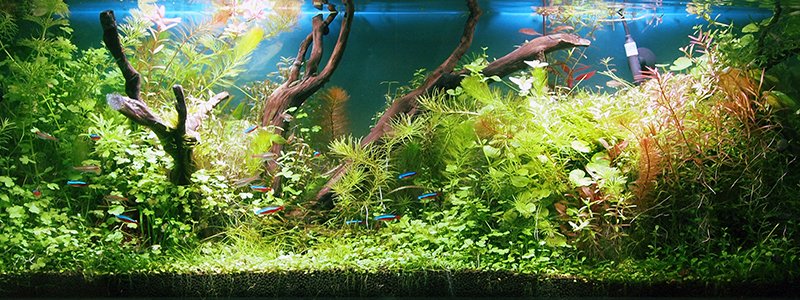 how-many-hours-of-light-do-aquarium-plants-need-per-day