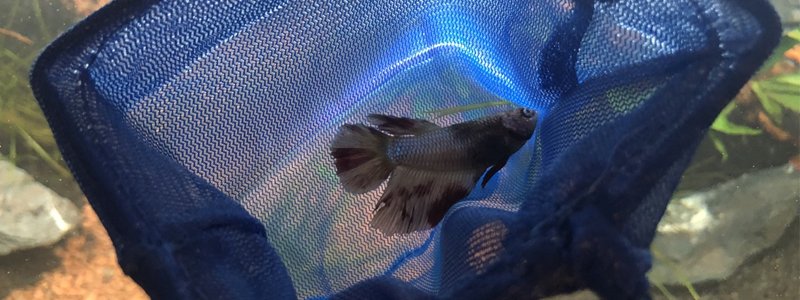 what-to-do-when-a-fish-dies-in-your-aquarium
