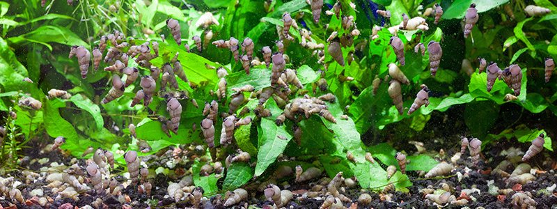 are-aquarium-snails-dangerous