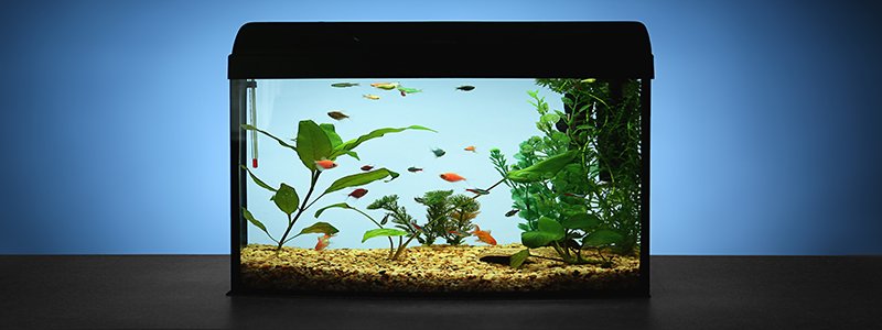 best-fish-for-5-gallon-aquarium
