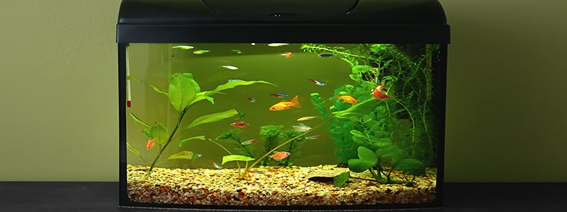 fish-tank-is-too-small