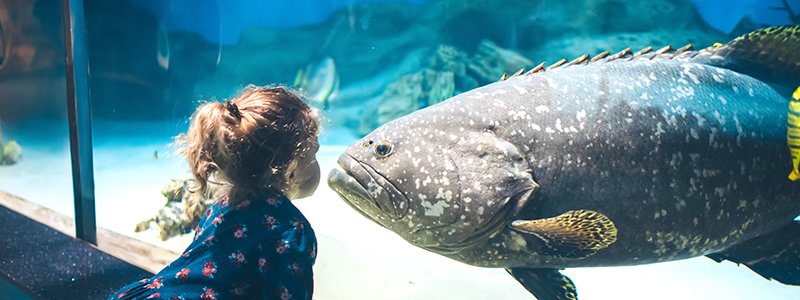 What Makes Fish Grow Faster? Top 5 Reasons Why