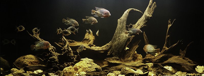 why-is-aquarium-driftwood-expensive