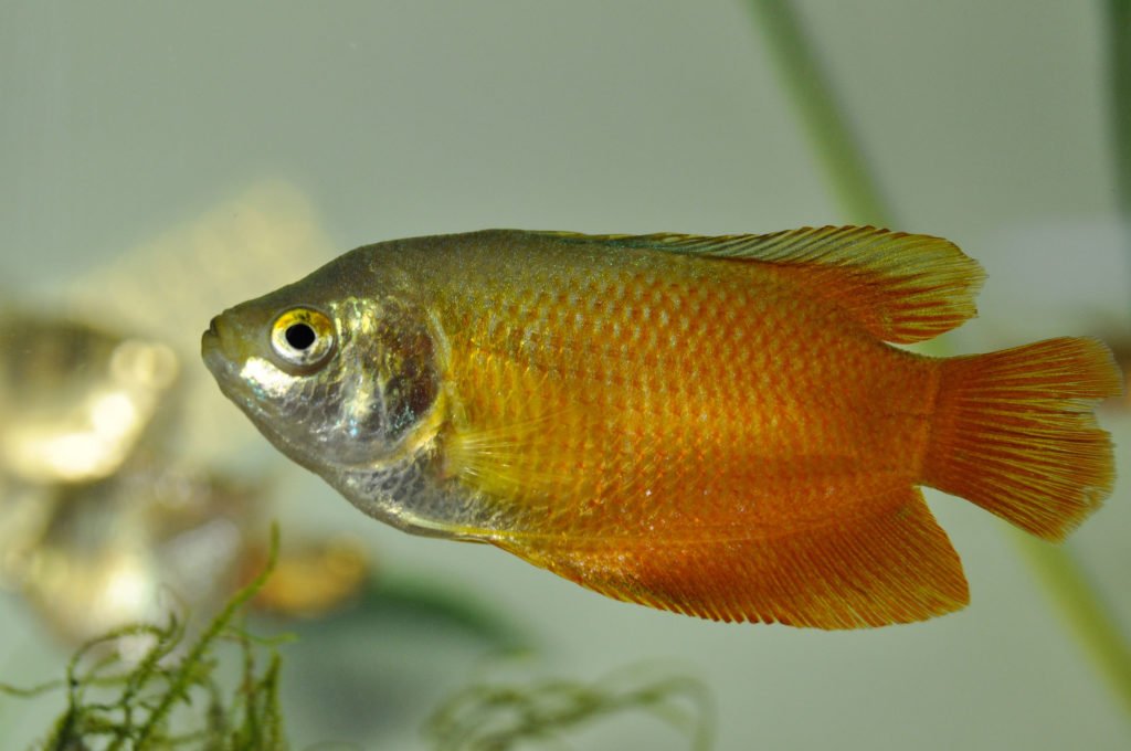 Dwarf Gourami Fish