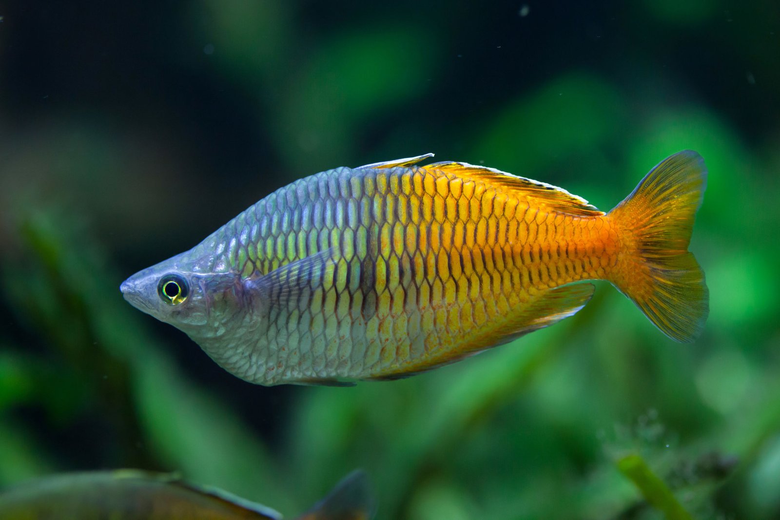 Rainbowfish Care: Lifespan, Tank Mates, Diet, & Health