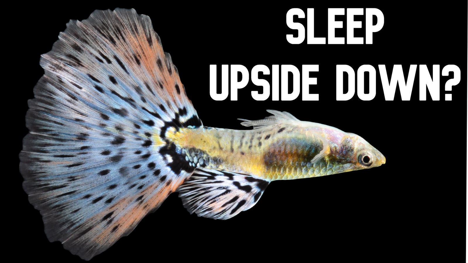 Do Fish Sleep Upside Down?
