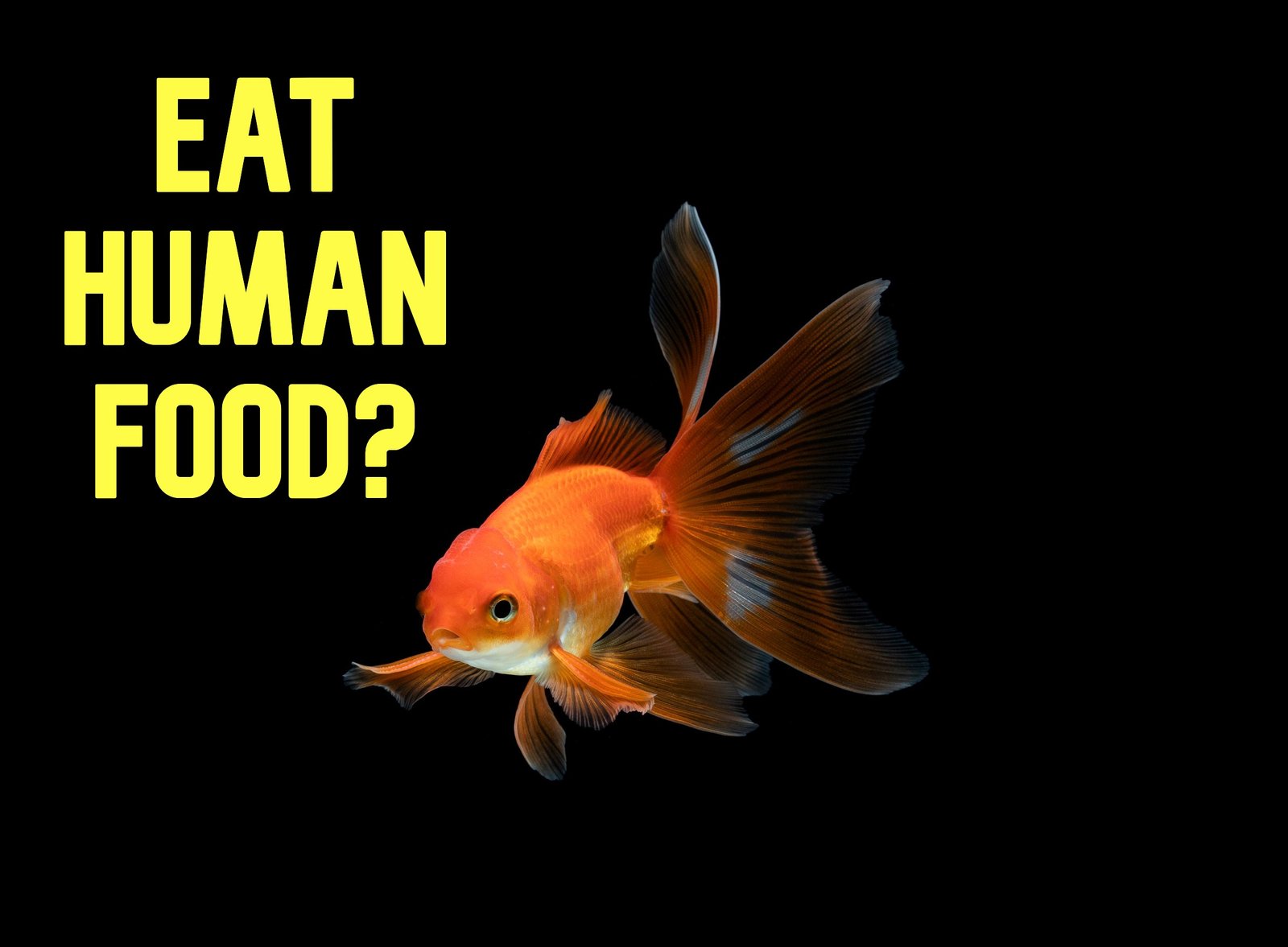 can goldfish eat human food