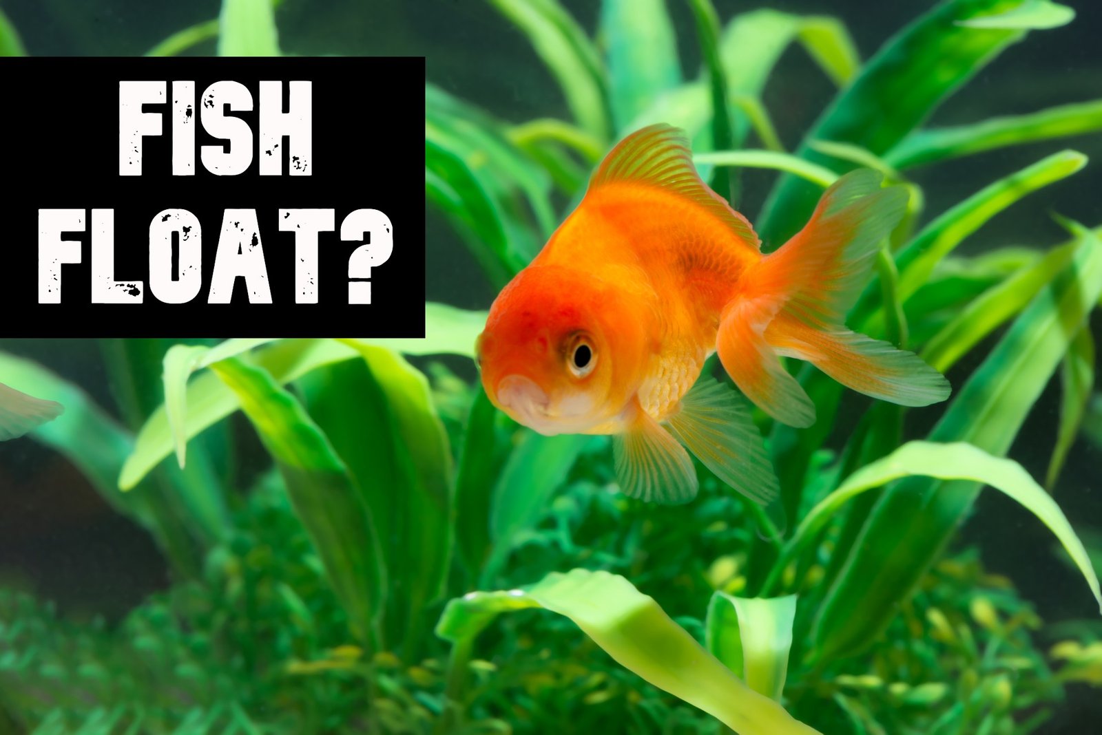 Do Fish Float When They Die?