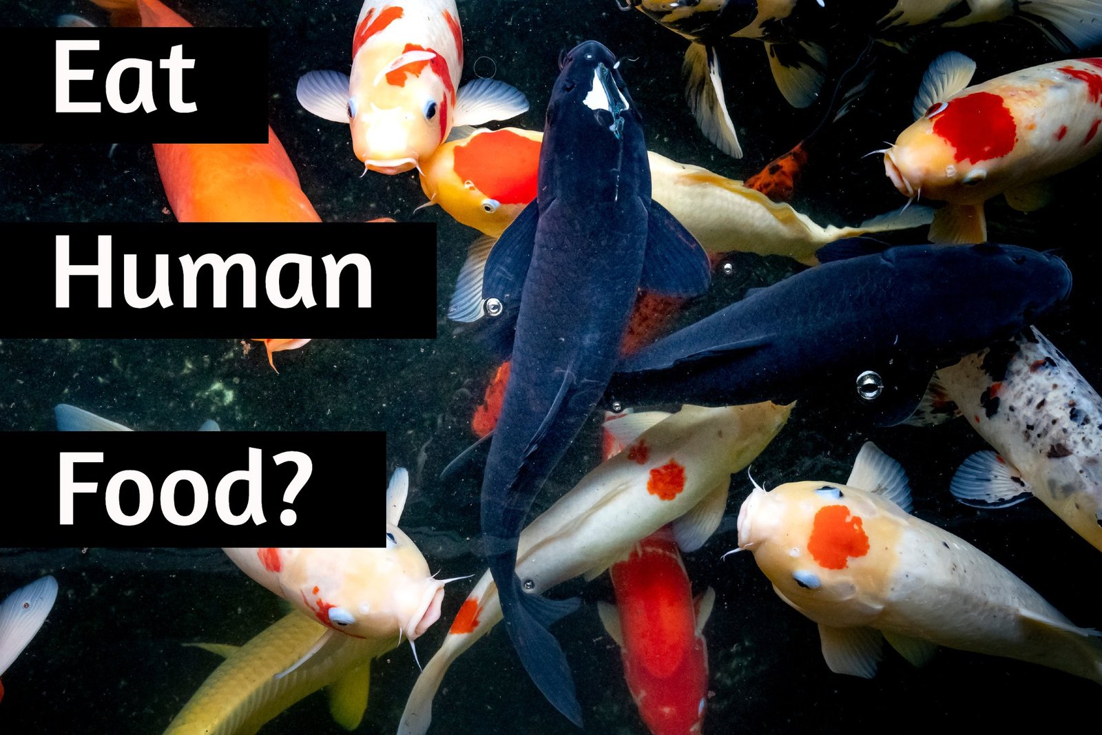 Can Koi Fish Eat Human Food?