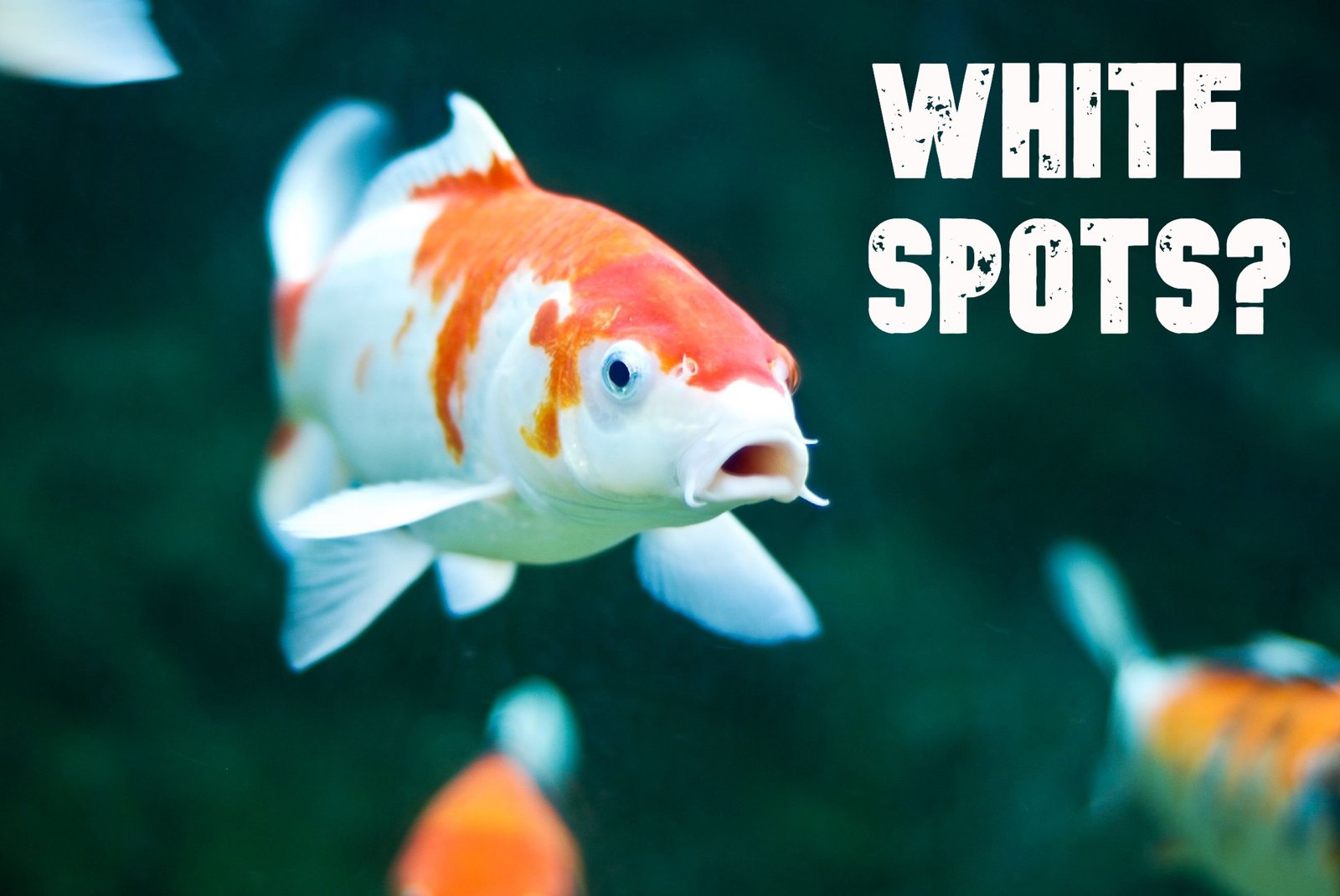 What are the White Dots on My Fish