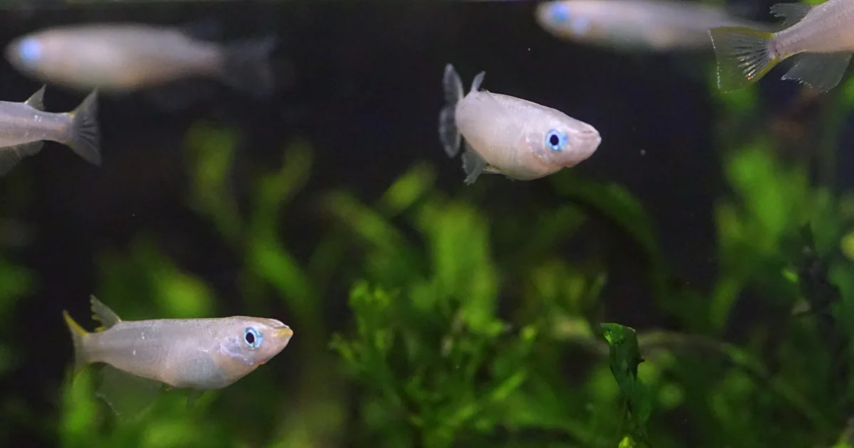 Japanese Rice Fish Care Guide: The Underrated Coolwater Schooler