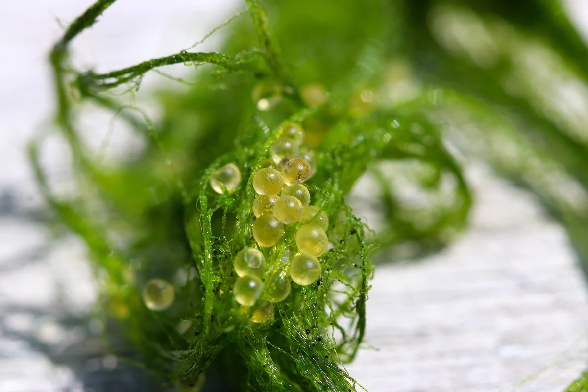 Close-up of green plant stem with translucent yellowish spherical eggs attached, covered in water droplets