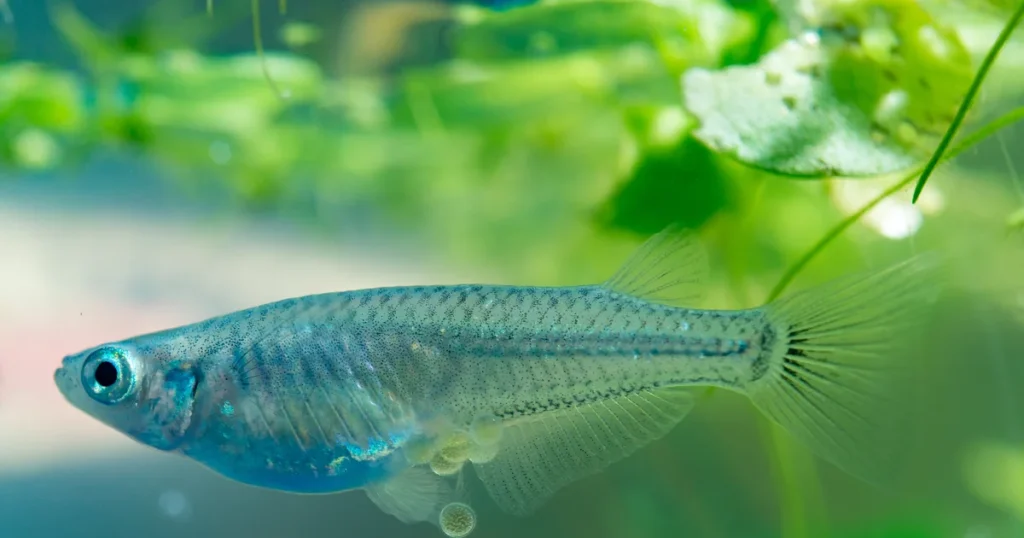 Adult medaka fish swimming near aquatic plants in freshwater aquarium environment