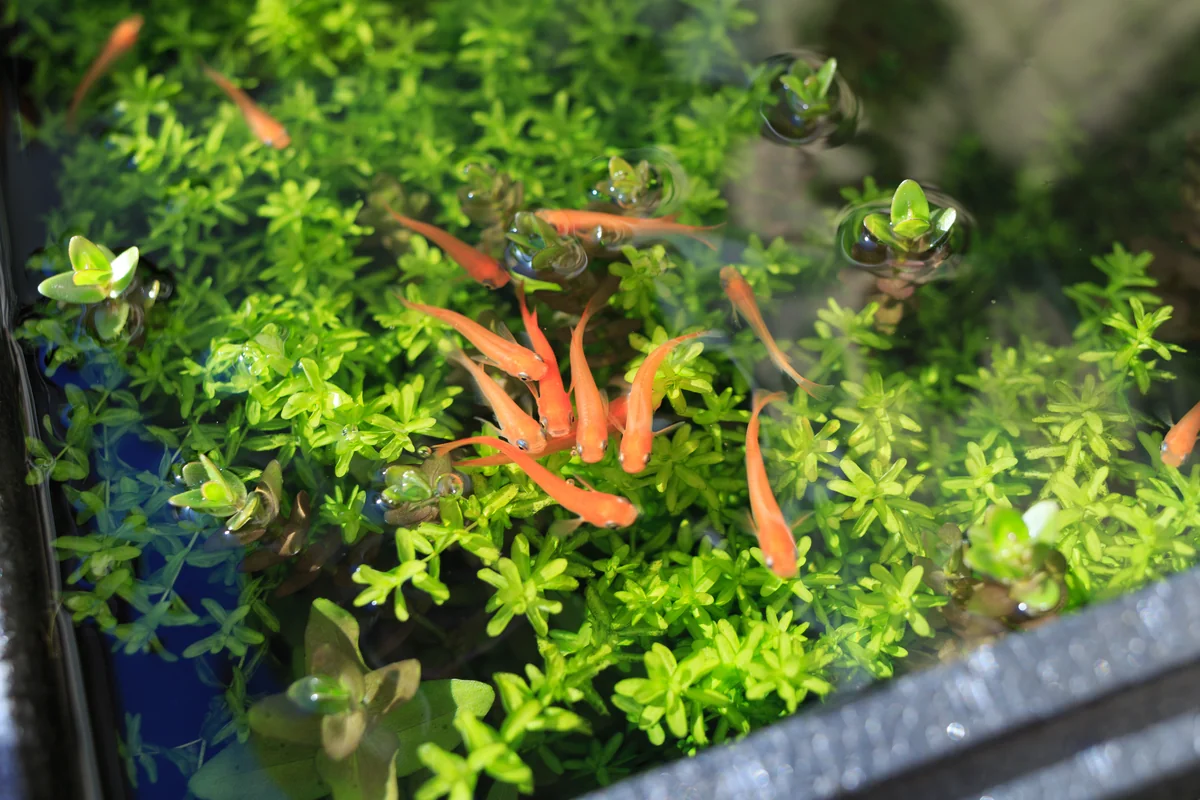 Vivid scarlet medaka fish swimming among dense green aquatic plants in a planted pond setup